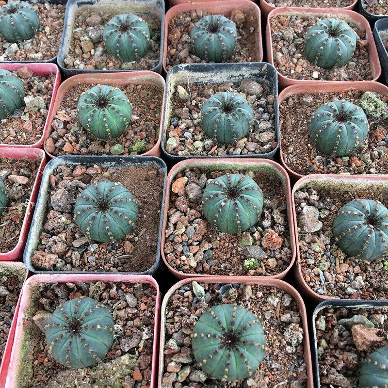 Cactus Frailea Castanea seeds (Castanea asteroides var. backebergii) - 10
