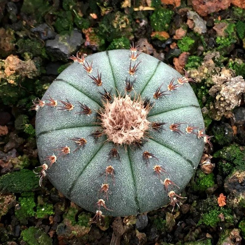 Cactus Frailea Castanea seeds (Castanea asteroides var. backebergii) - 10