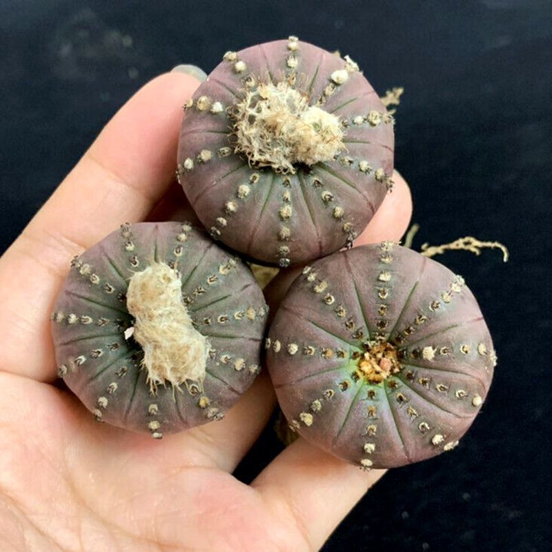 Cactus Frailea Castanea seeds (Castanea asteroides var. backebergii) - 10