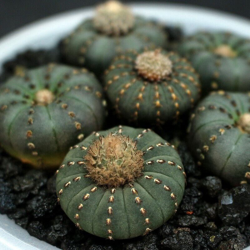 Cactus Frailea Castanea seeds (Castanea asteroides var. backebergii) - 10
