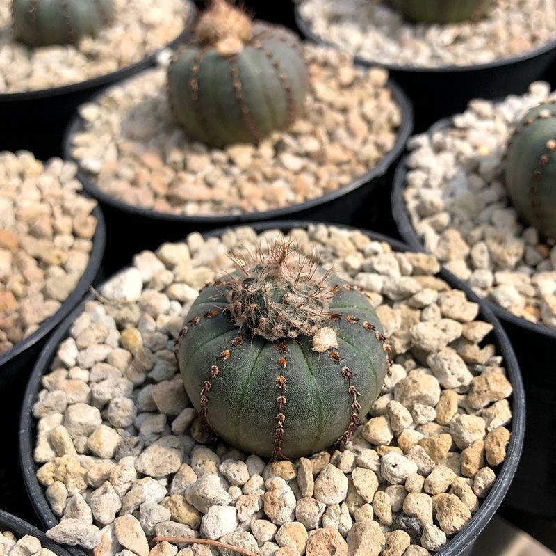 Cactus Frailea Castanea seeds (Castanea asteroides var. backebergii) - 10