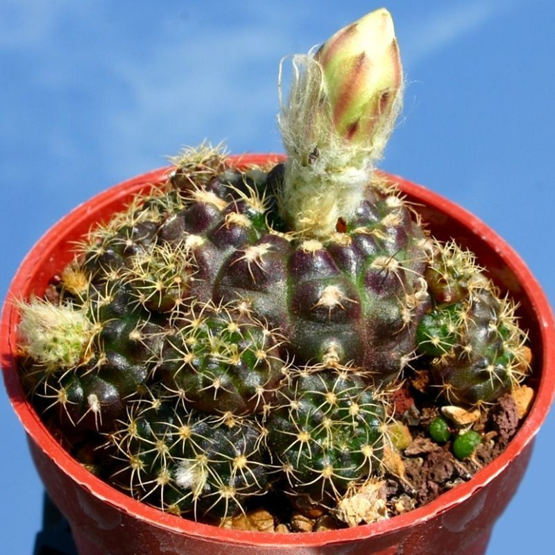 Frailea Grahliana seeds - 10