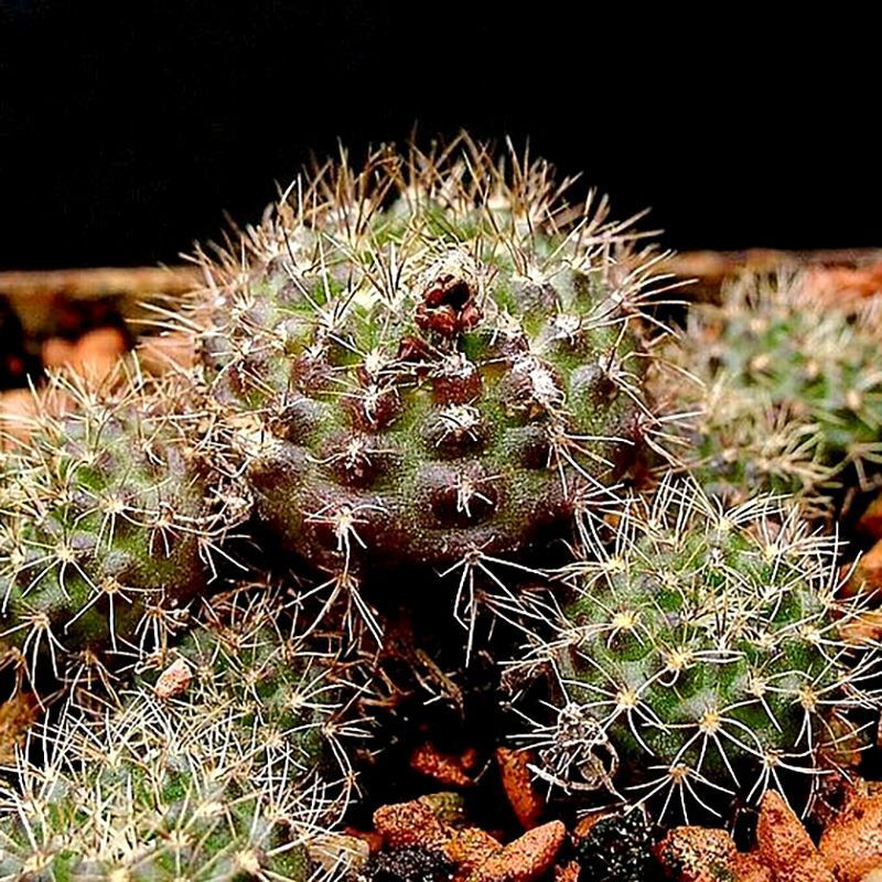 Frailea Grahliana seeds - 10