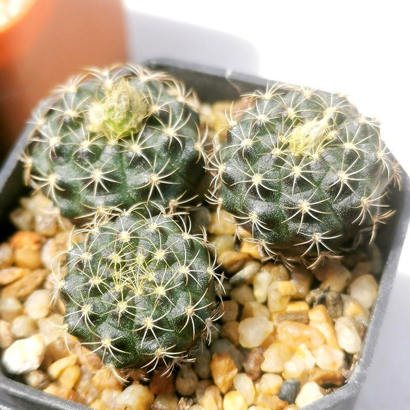 Frailea Grahliana seeds - 10