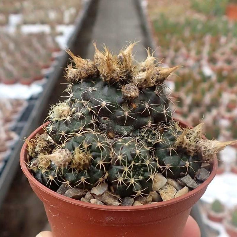 Frailea Grahliana seeds - 10