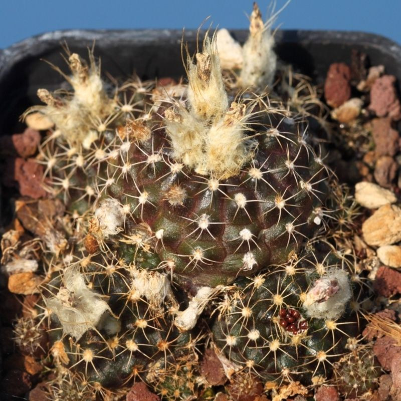 Frailea Grahliana seeds - 10