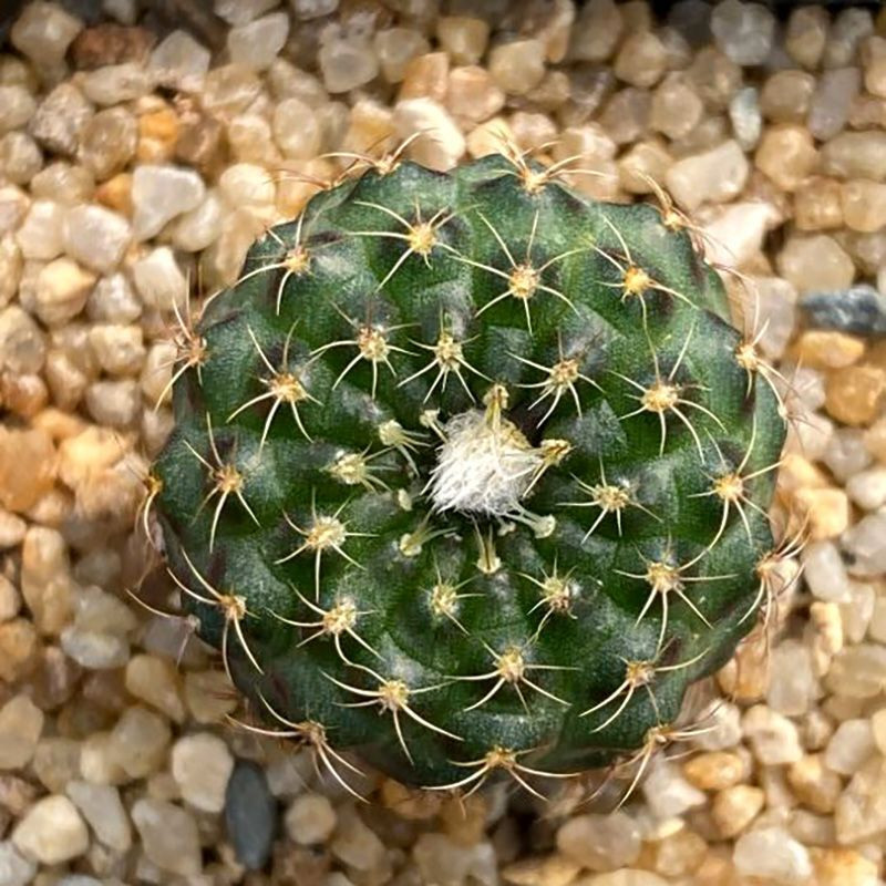 Frailea Grahliana seeds - 10