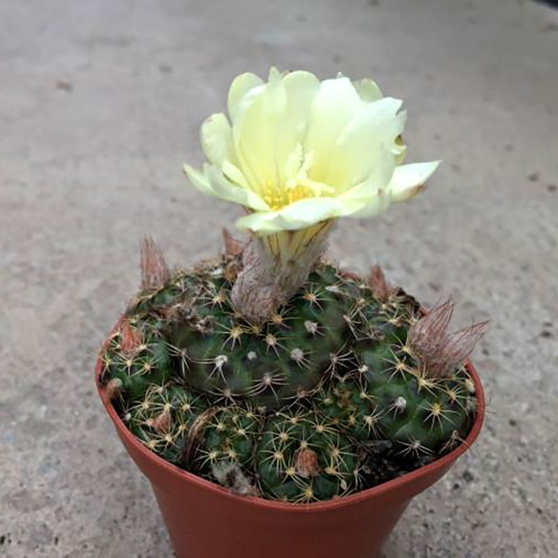 Frailea Grahliana seeds - 10