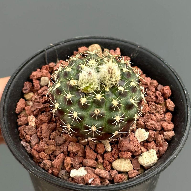 Frailea Grahliana seeds - 10