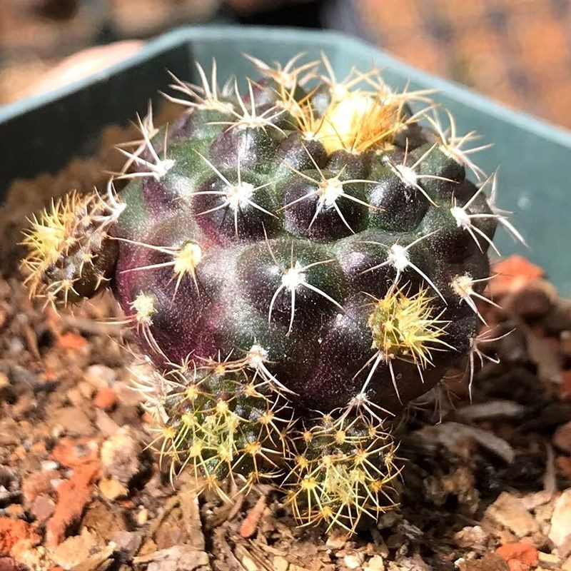 Frailea Grahliana seeds - 10