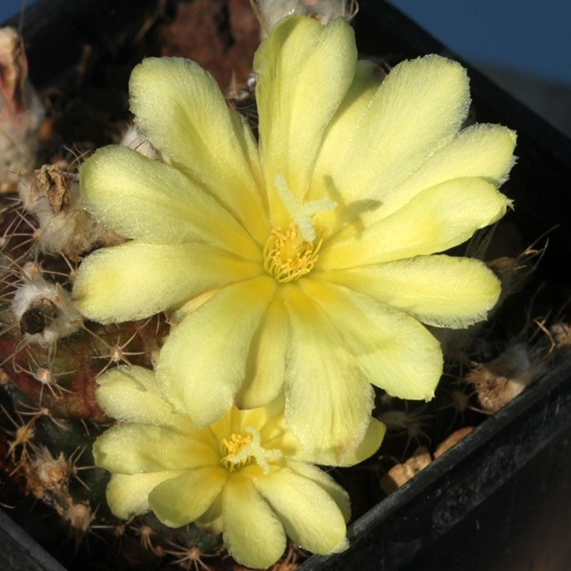 Frailea Grahliana seeds - 10