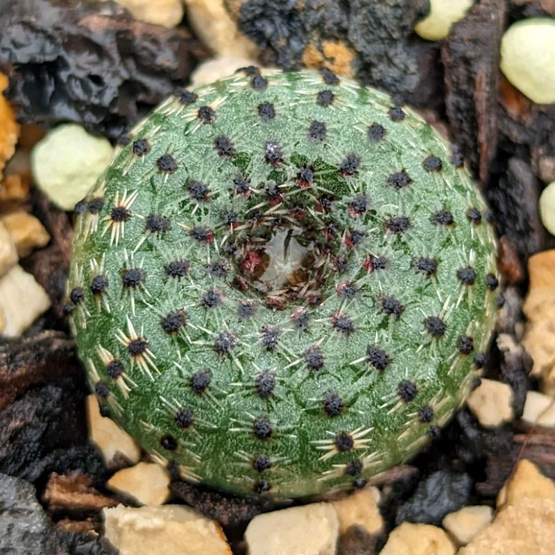 Frailea Phaeodisca seeds - 10