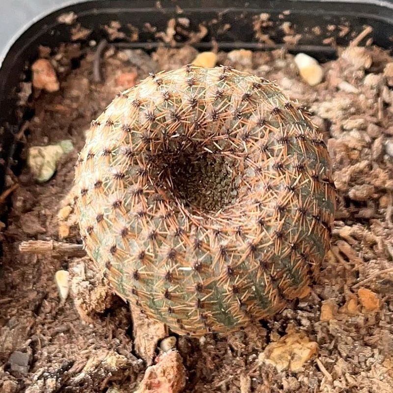 Frailea Phaeodisca seeds - 10