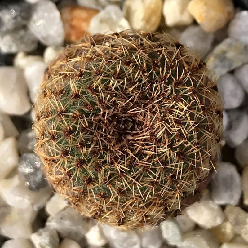 Frailea Phaeodisca seeds - 10