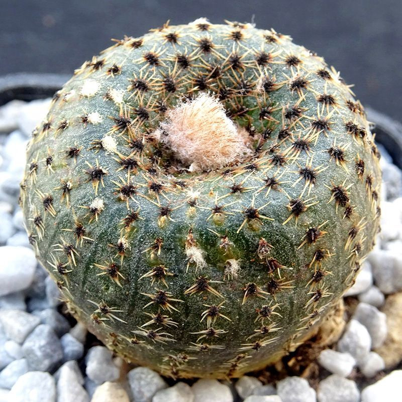 Frailea Phaeodisca seeds - 10