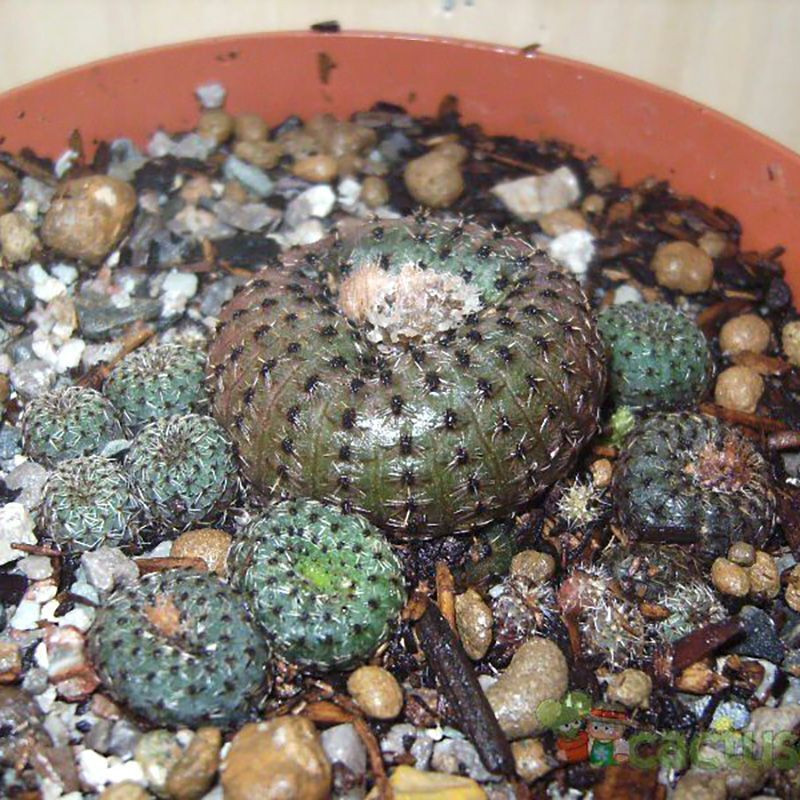 Frailea Phaeodisca seeds - 10