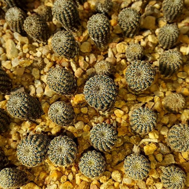 Frailea Phaeodisca seeds - 10