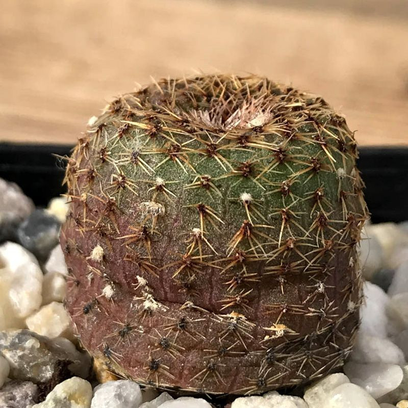 Frailea Phaeodisca seeds - 10