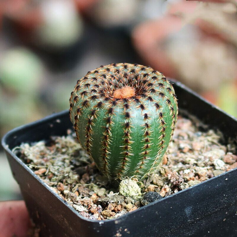 Frailea Phaeodisca seeds - 10