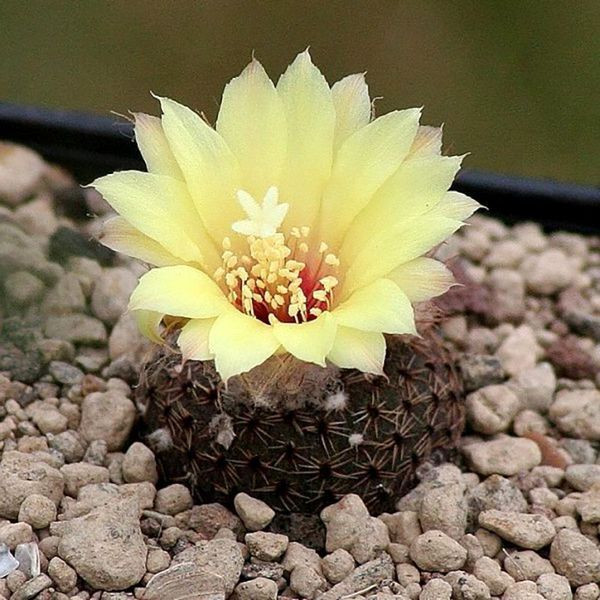 Frailea Phaeodisca seeds - 10