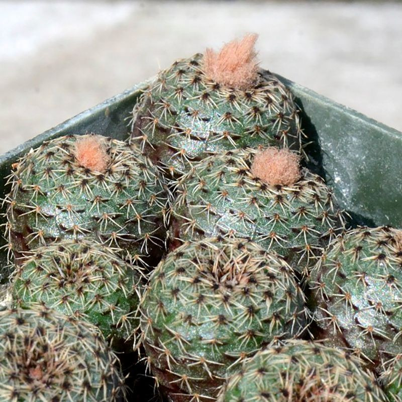 Frailea Phaeodisca seeds - 10