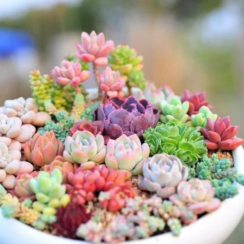 Sempervivum Mix seeds (Stone Rose) - 10
