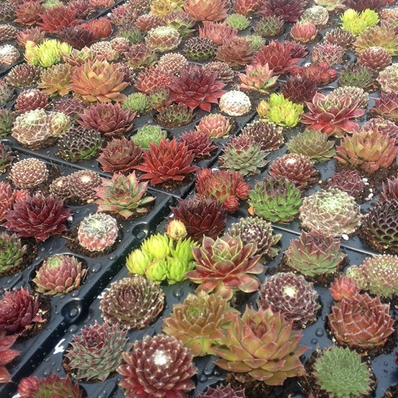 Sempervivum Mix seeds (Stone Rose) - 10