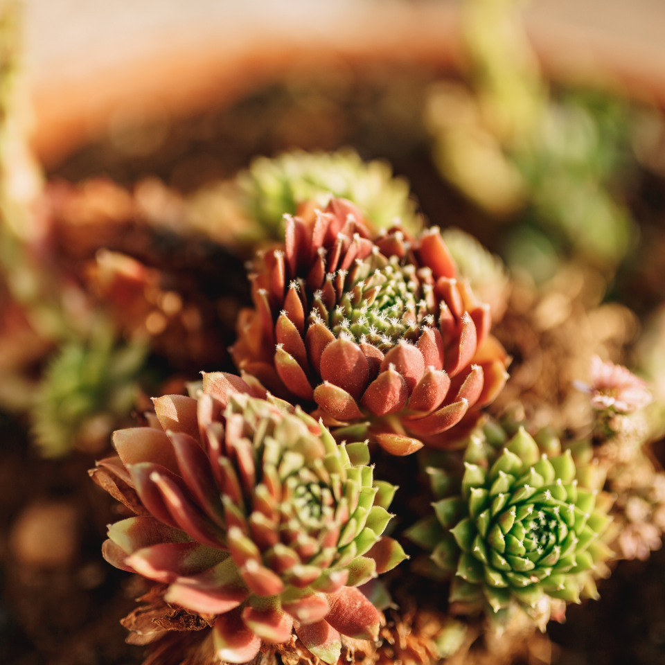 Sempervivum Mix seeds (Stone Rose) - 10