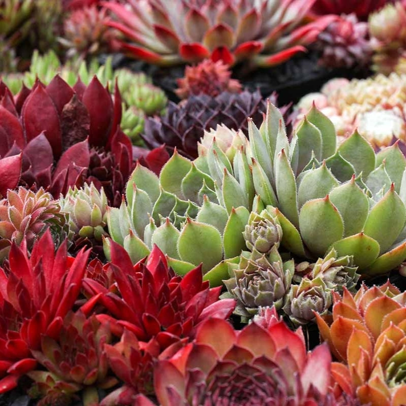 Sempervivum Mix seeds (Stone Rose) - 10
