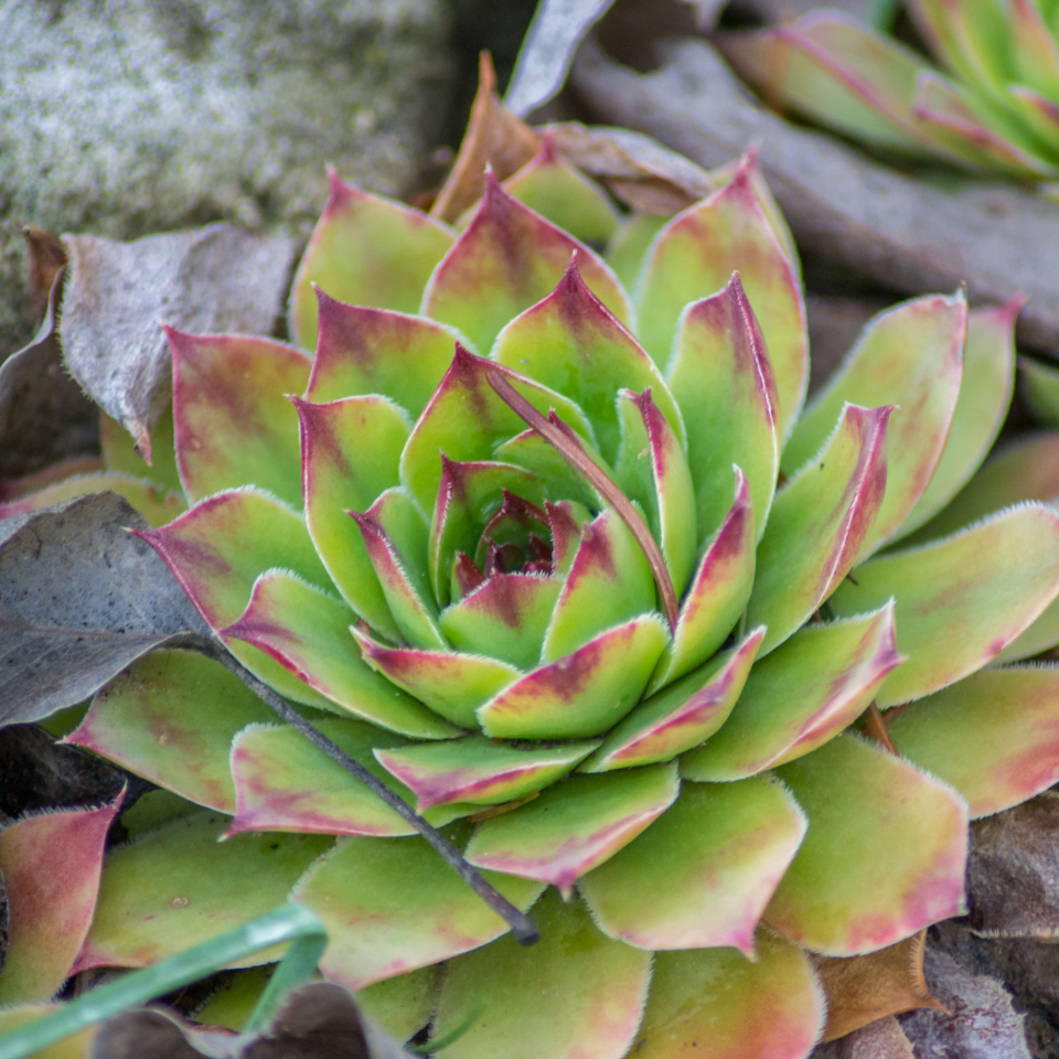Sempervivum Mix seeds (Stone Rose) - 10