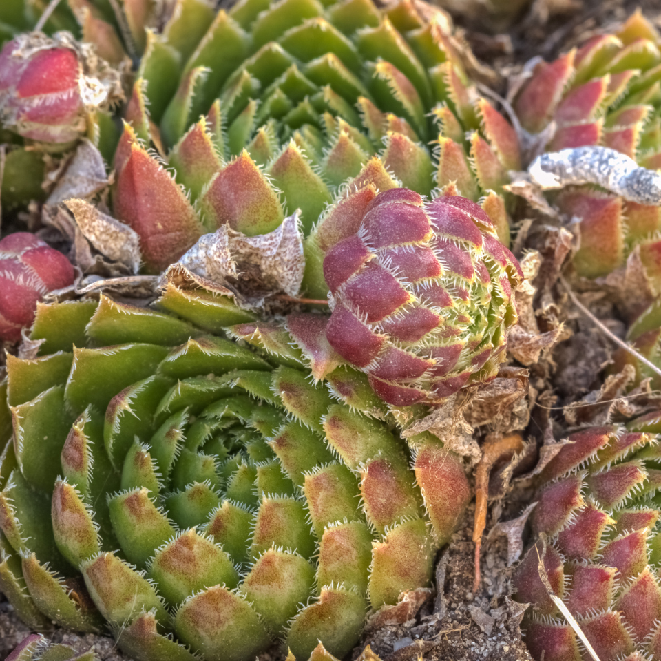 Sempervivum Mix seeds (Stone Rose) - 10
