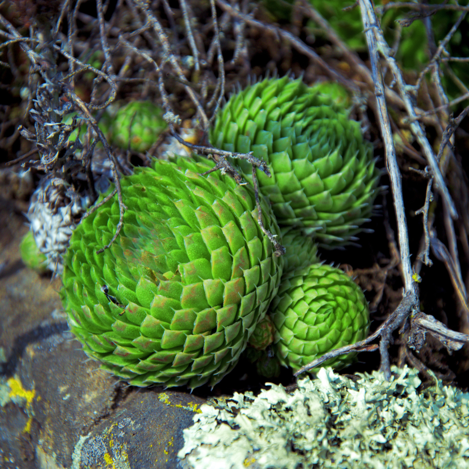 Sempervivum Mix seeds (Stone Rose) - 10