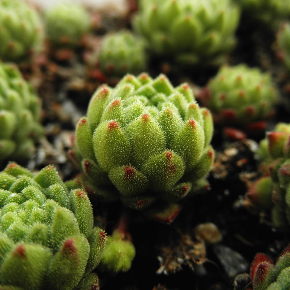 Sempervivum Mix seeds (Stone Rose) - 10