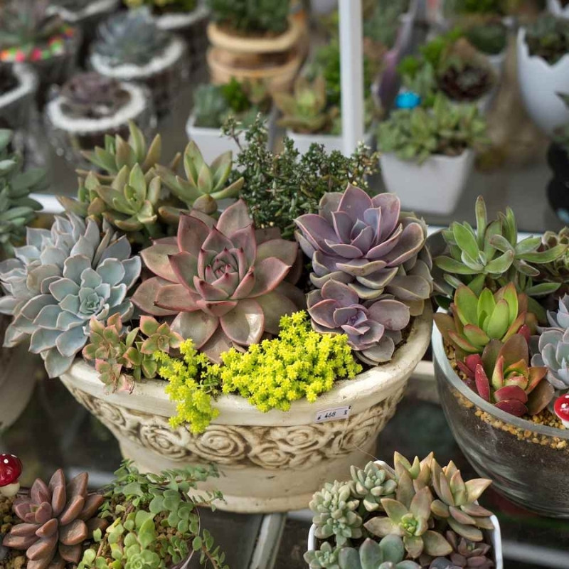 Sempervivum Mix seeds (Stone Rose) - 10