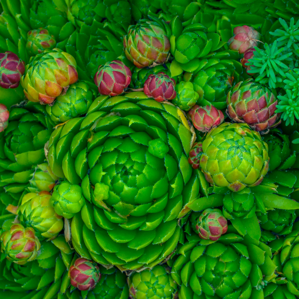 Sempervivum Mix seeds (Stone Rose) - 10