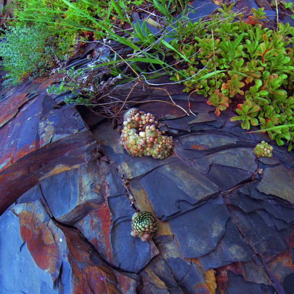Sempervivum Mix seeds (Stone Rose) - 10