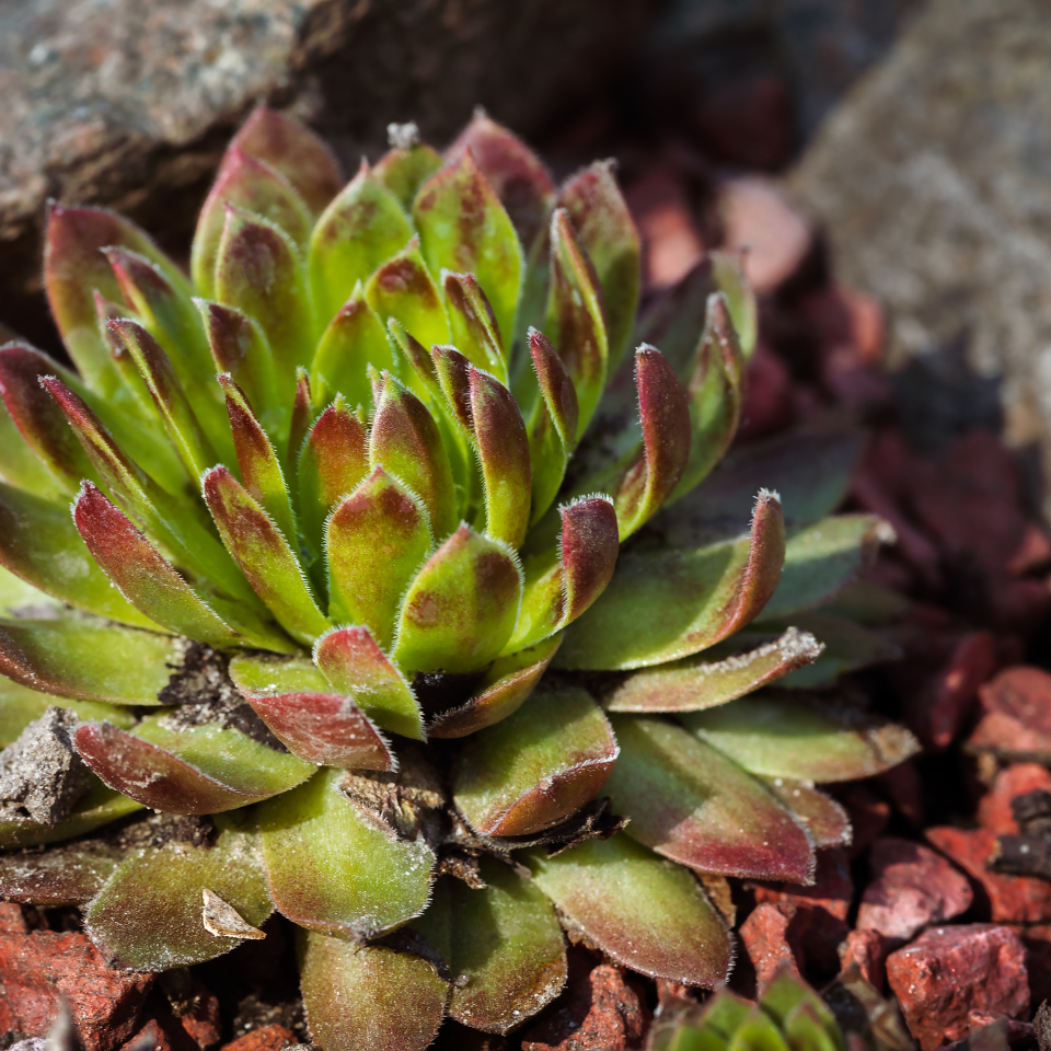 Sempervivum Mix seeds (Stone Rose) - 10