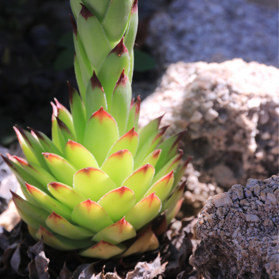 Sempervivum Mix seeds (Stone Rose) - 10