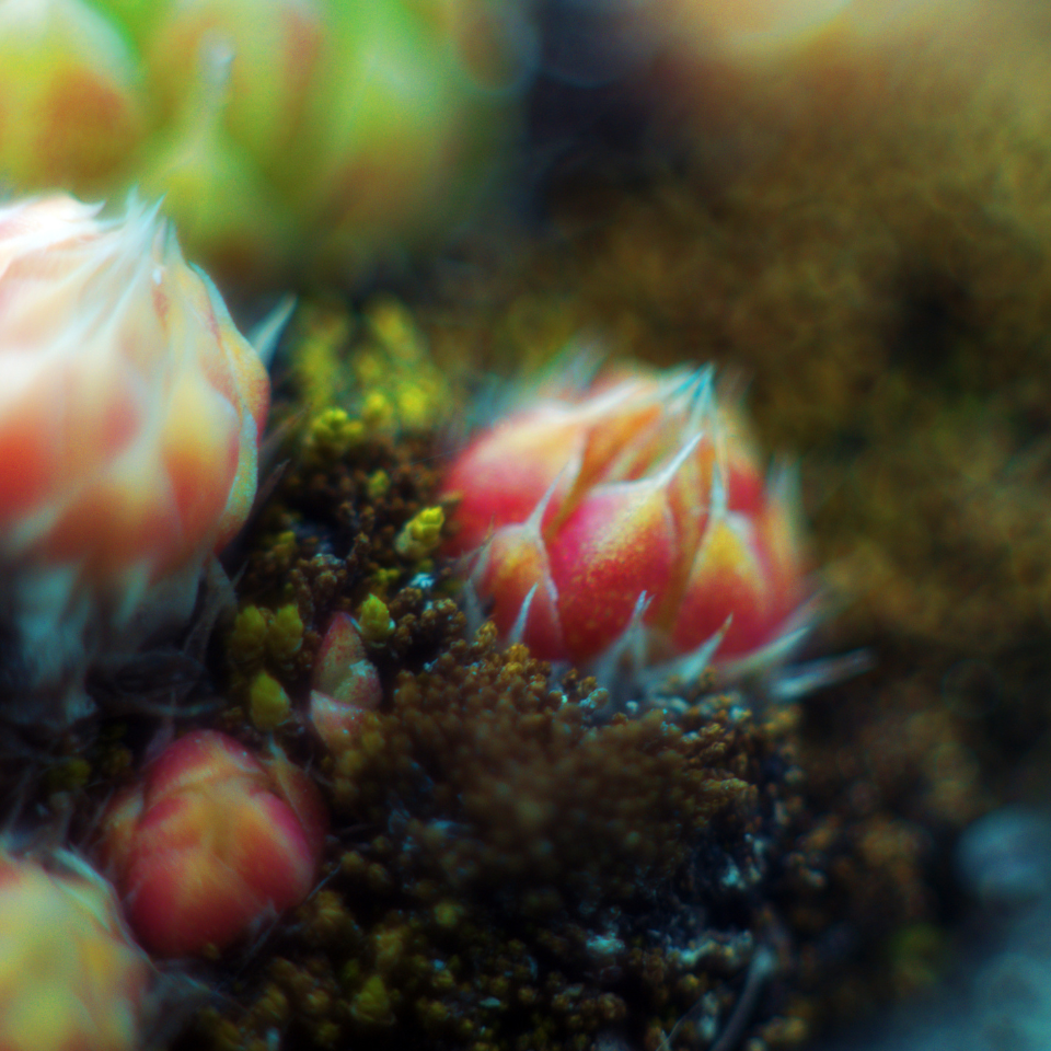 Sempervivum Mix seeds (Stone Rose) - 10