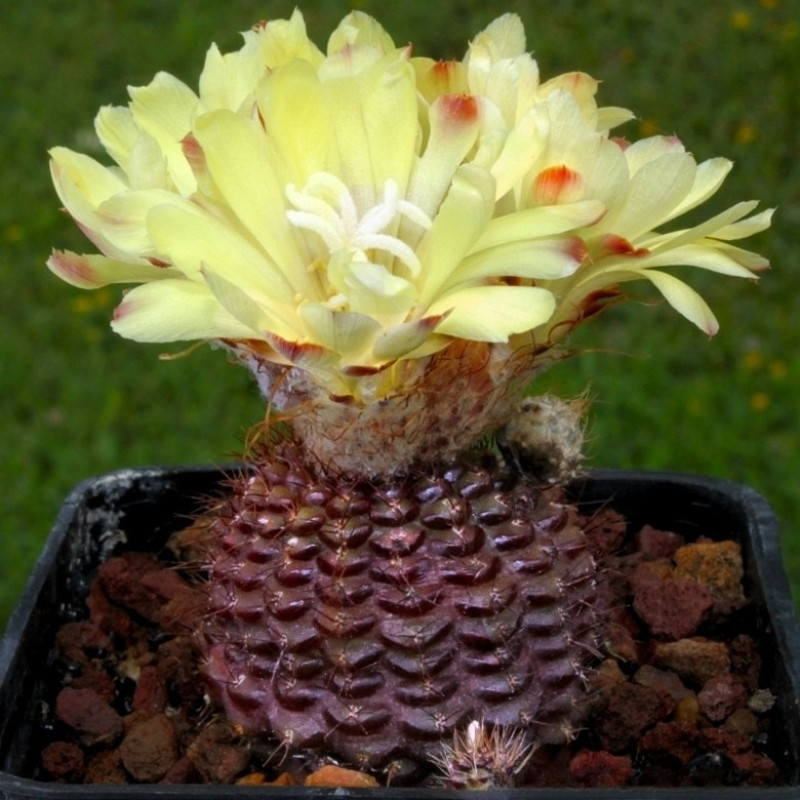 Frailea Mammifera seeds - 10