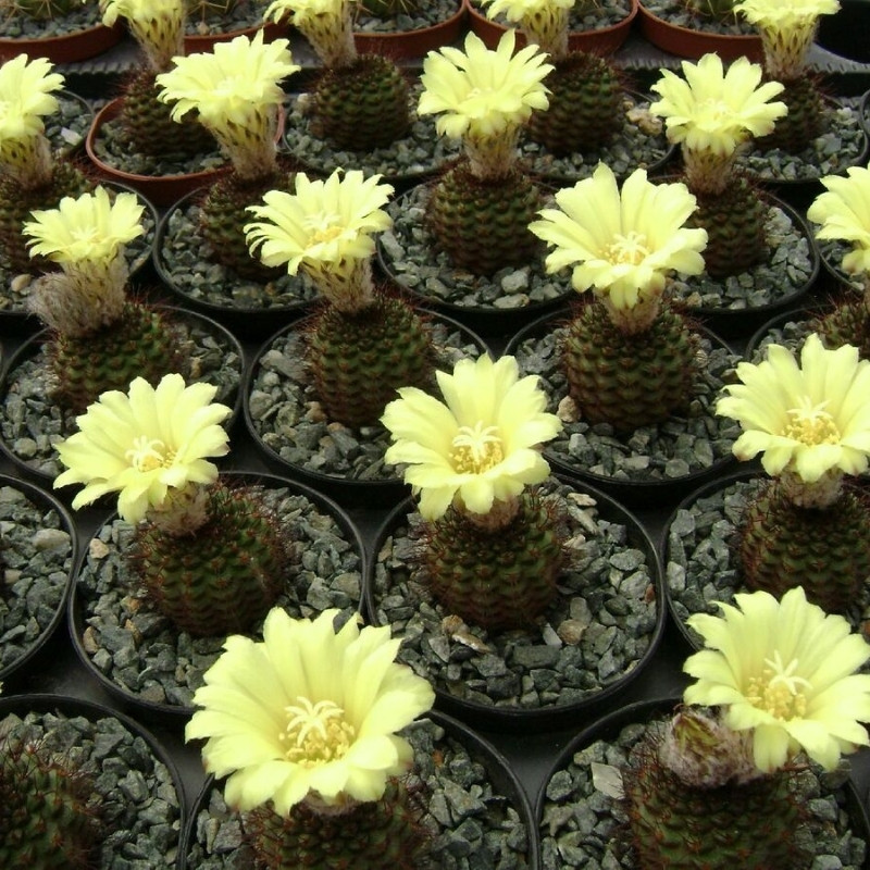 Frailea Mammifera seeds - 10