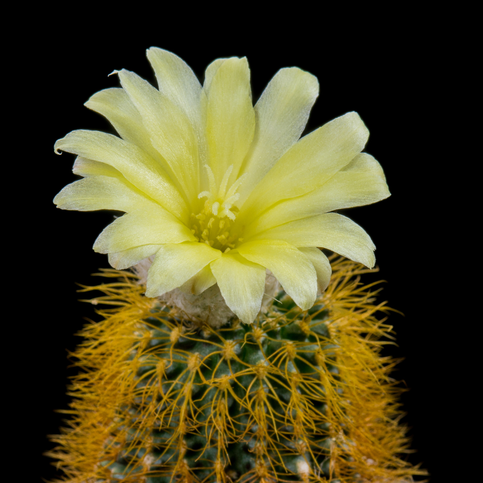 Frailea Mammifera seeds - 10