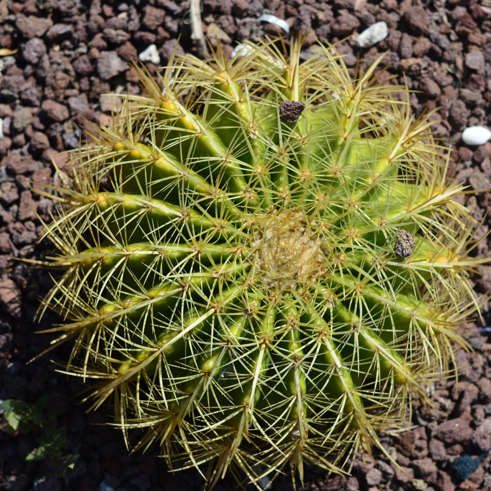 Frailea Mammifera seeds - 10