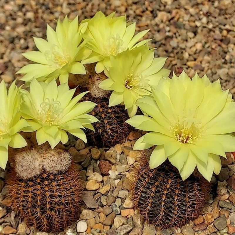 Frailea Mammifera seeds - 10