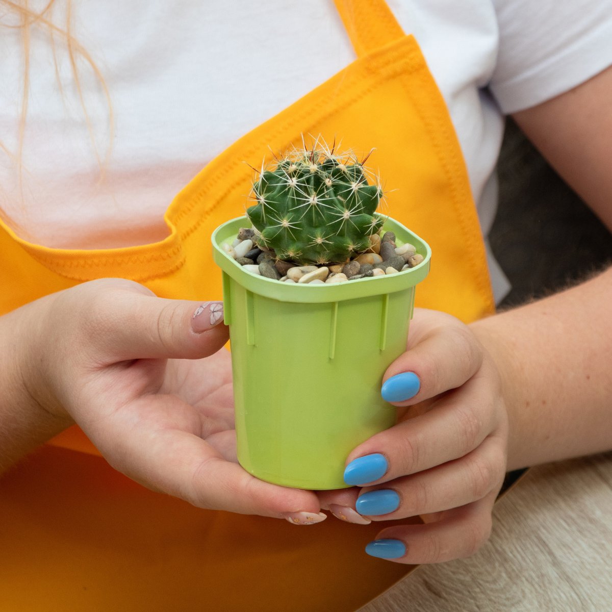 Hamato Cactus seeds - 10