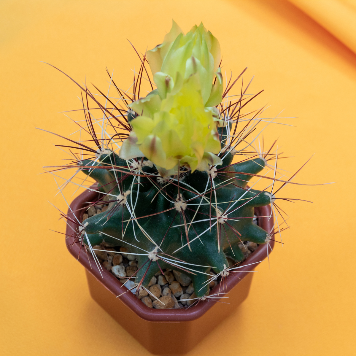 Hamato Cactus seeds - 10