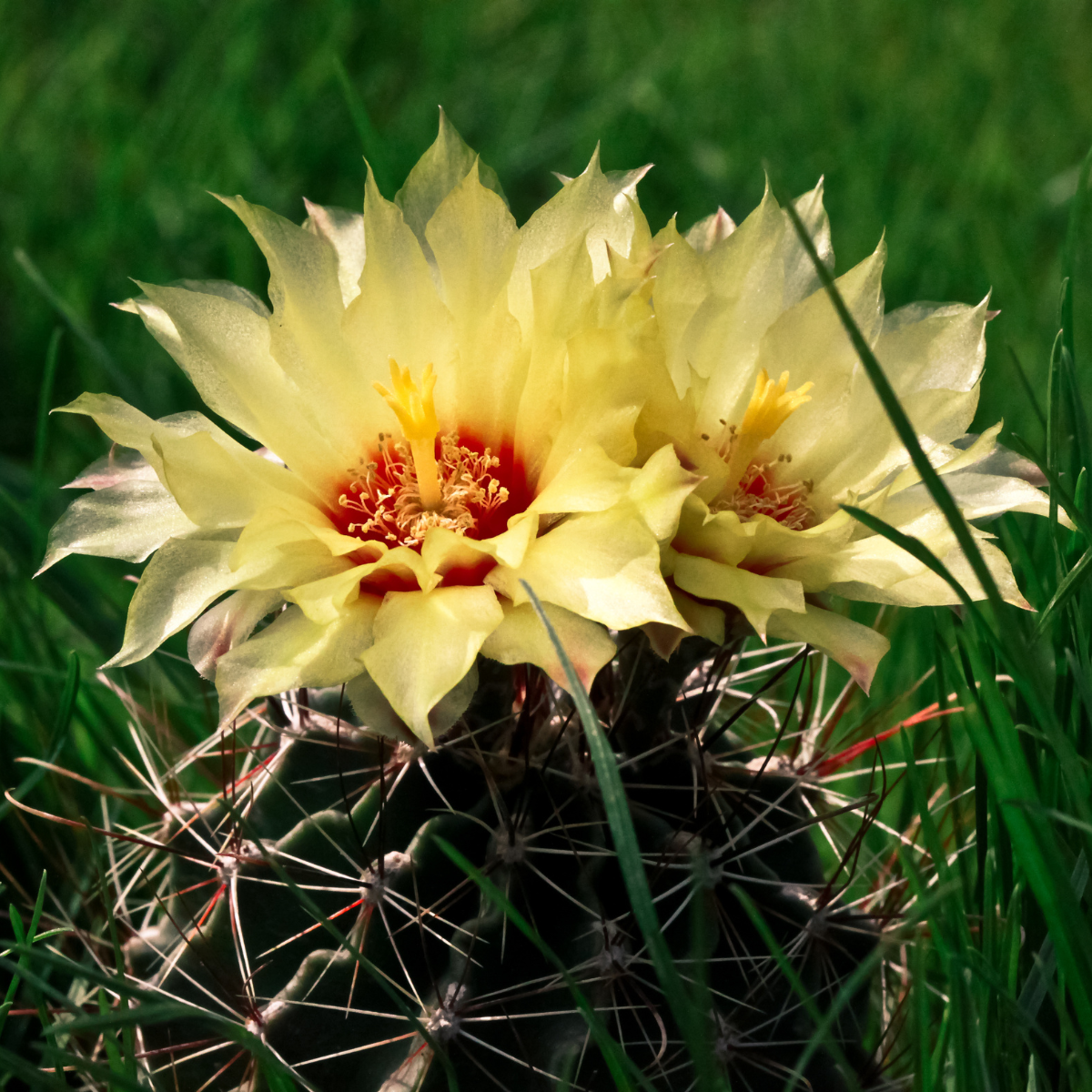 Hamato Cactus seeds - 10
