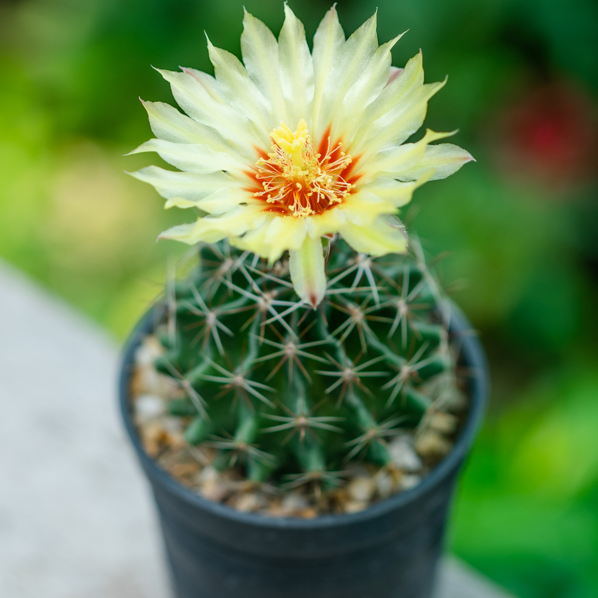 Hamato Cactus seeds - 10