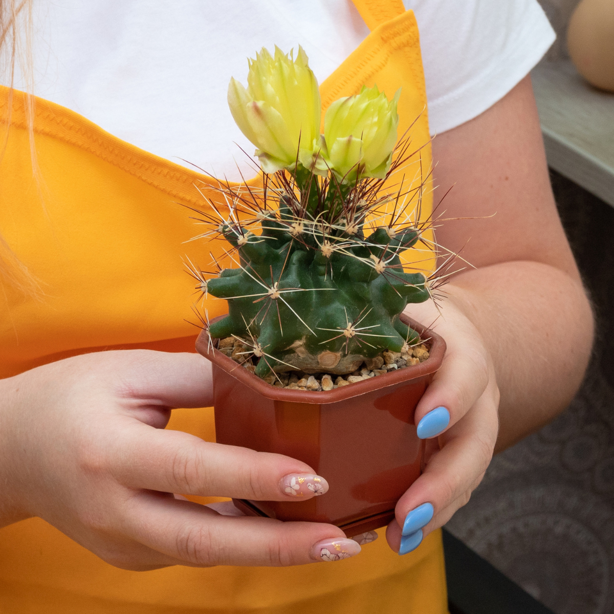 Hamato Cactus seeds - 10