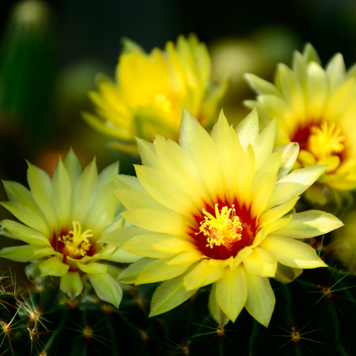 Hamato Cactus seeds - 10